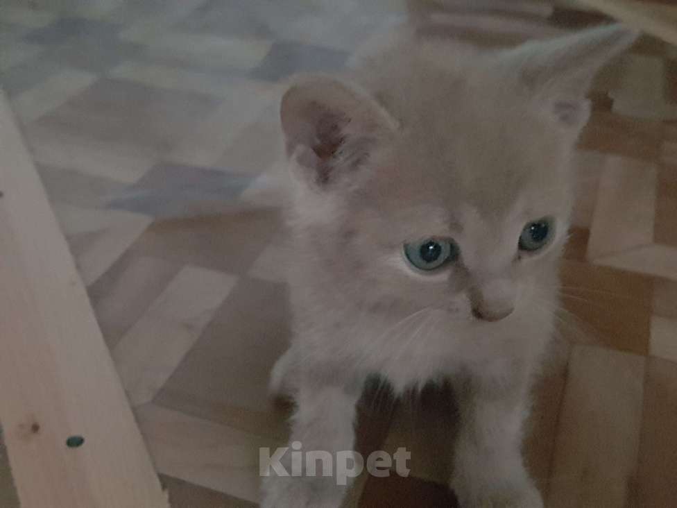 Кошки в Михайлове: Котята в добрые руки Мальчик, 200 руб. - фото 1