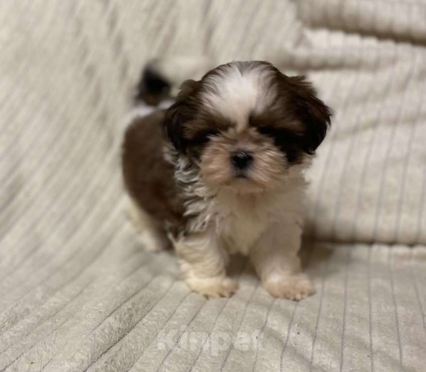 Собаки в Санкт-Петербурге: Очаровательная девочка ши тцу  Девочка, 35 000 руб. - фото 3