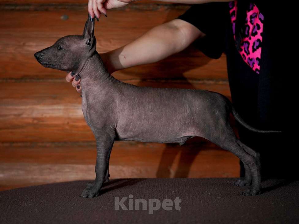 Собаки в Александрове: Ксолоитцкуинтли стандартного размера  Девочка, Бесплатно - фото 7