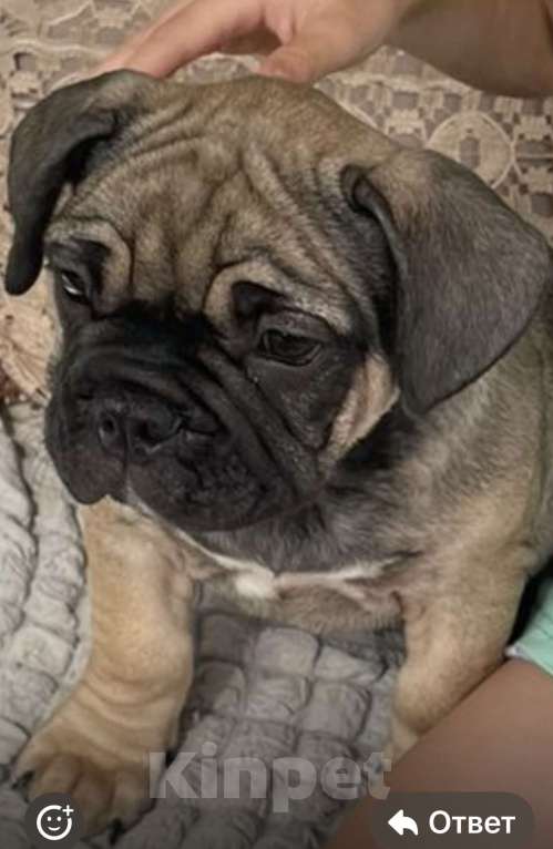 Собаки в Москве: Ищу родителей! Мальчик, 35 000 руб. - фото 3