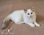 Кошки в Пензе: Котёнок девочка породы Рэгдолл - Bella Девочка, 65 000 руб. - фото 4