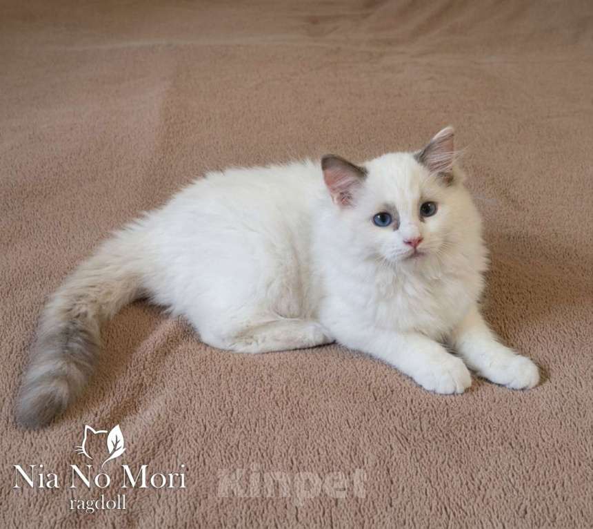 Кошки в Пензе: Котёнок девочка породы Рэгдолл - Bella Девочка, 65 000 руб. - фото 4