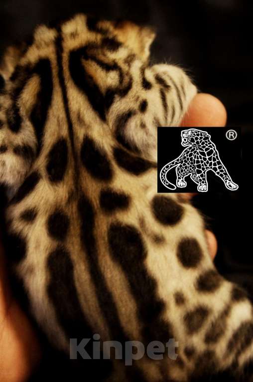 Кошки в Хабаровске: Бенгальский котенок. Профессиональный Питомник. Мальчик, Бесплатно - фото 4