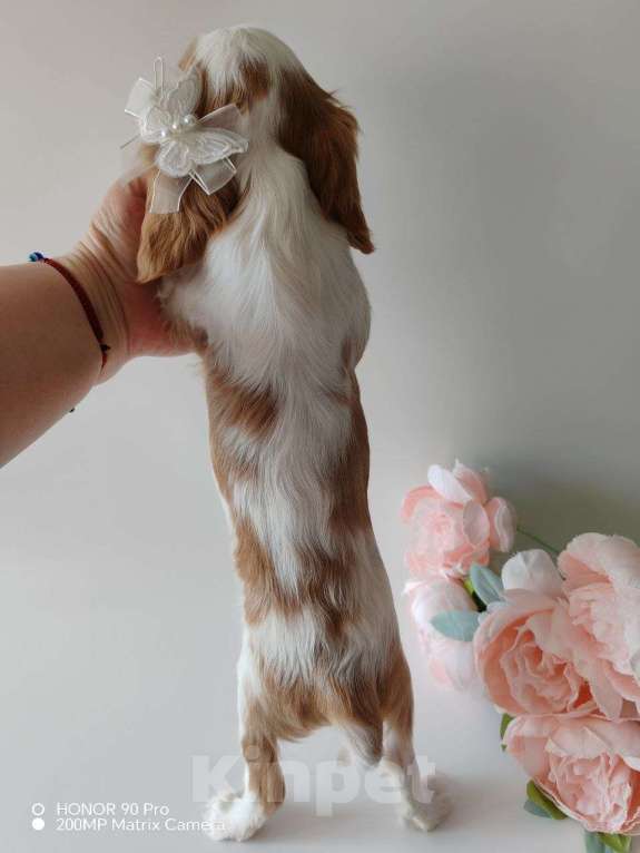 Собаки в других городах Московской области: Девочка кавалер Кинг Чарльз спаниель Девочка, 130 000 руб. - фото 5