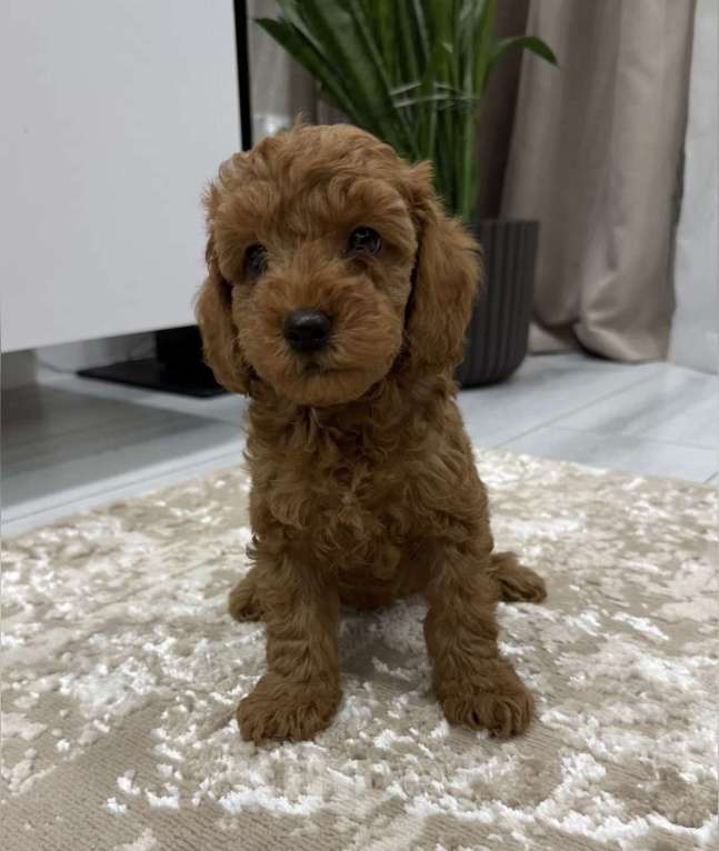 Собаки в Набережных Челнах: Щенок той-пуделя Мальчик, 50 000 руб. - фото 1