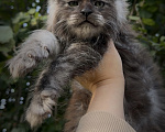 Кошки в Санкт-Петербурге: Котенок Мейн-куна мальчик черный дым Мальчик, 70 000 руб. - фото 1