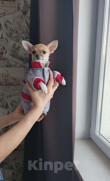 Собаки в Челябинске: ДевЧишка Чихуахуа Девочка, 35 000 руб. - фото 4