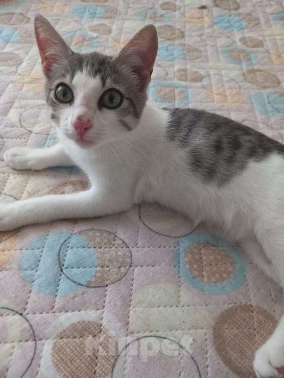 Кошки в Новосибирске: Суперласковый Василек Мальчик, Бесплатно - фото 4