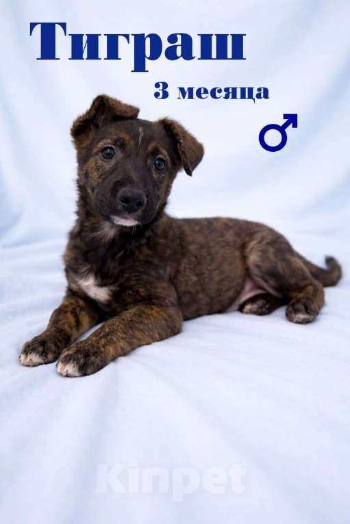 Собаки в Химках: Мальчик Тиграш Мальчик, Бесплатно - фото 2