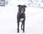 Собаки в Москве: Олди срочно нужна семья Девочка, Бесплатно - фото 5