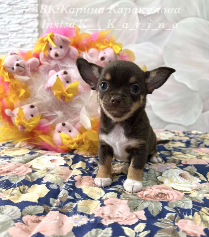 Собаки в Москве: Щенок Чихуахуа Девочка, 85 000 руб. - фото 3