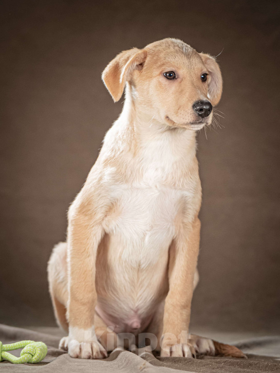 Собаки в Клине: Марли — верный друг готов следовать за вами по пятам Мальчик, Бесплатно - фото 4