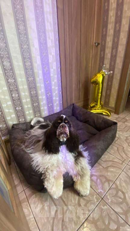 Собаки в Ярцево: Девочка для Обожания!!! Девочка, 55 000 руб. - фото 5