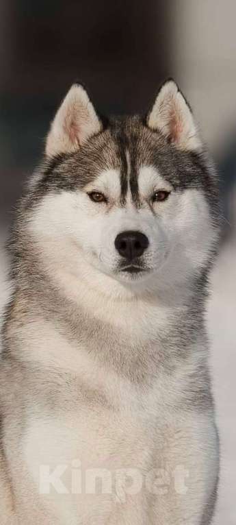 Собаки в Зарайске: хаски Мальчик, 70 000 руб. - фото 2