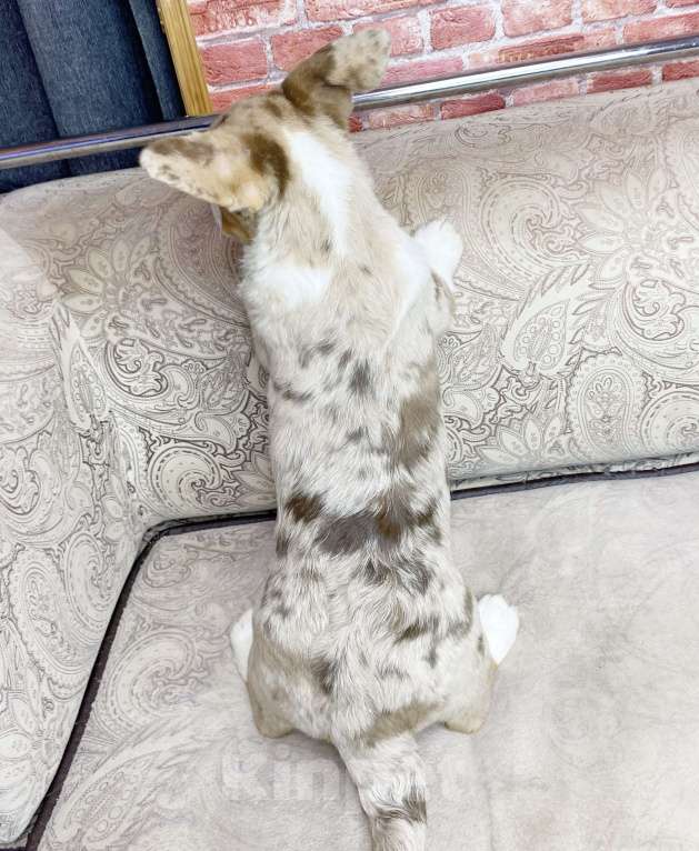 Собаки в Москве: Щенки вельш-корги кардиган Мальчик, Бесплатно - фото 6