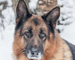 Собаки в Москве: Немецкая овчарка ищет дом Мальчик, Бесплатно - фото 1