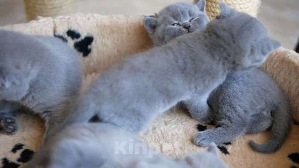 Кошки в Красноярске: Голубой британец  Мальчик, 5 000 руб. - фото 2