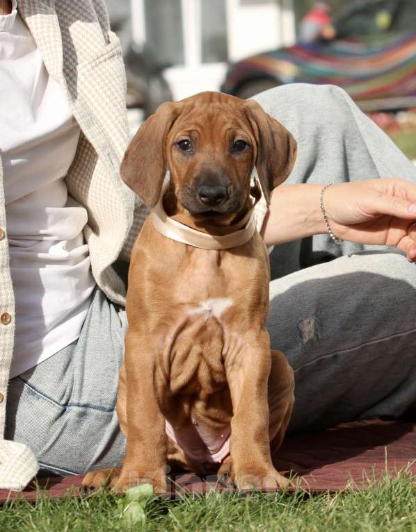 Собаки в Москве: Девочка для дома и любви  Девочка, 70 000 руб. - фото 1
