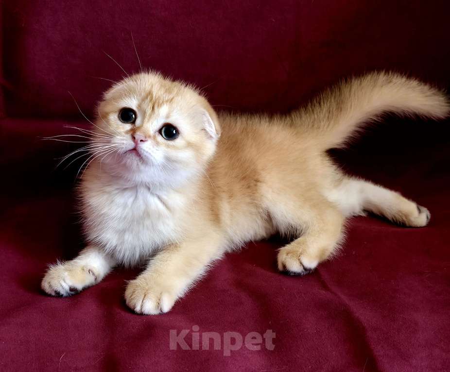 Кошки в Калуге: Queen SFS by 12 Девочка, Бесплатно - фото 3