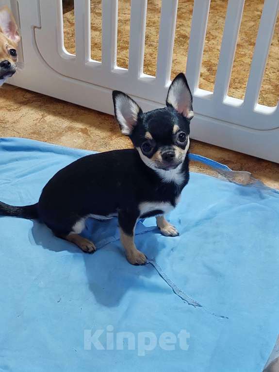 Собаки в Омске: Девочка чихуахуа Девочка, Бесплатно - фото 7