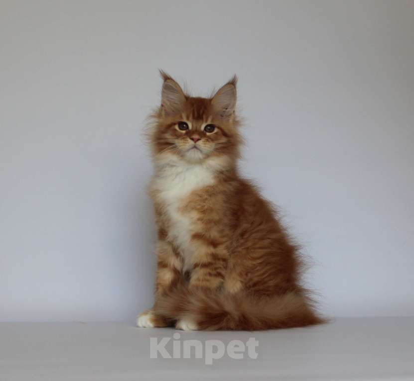 Кошки в Екатеринбурге: Денис. Мальчик. Мейн-кун Мальчик, 50 000 руб. - фото 2