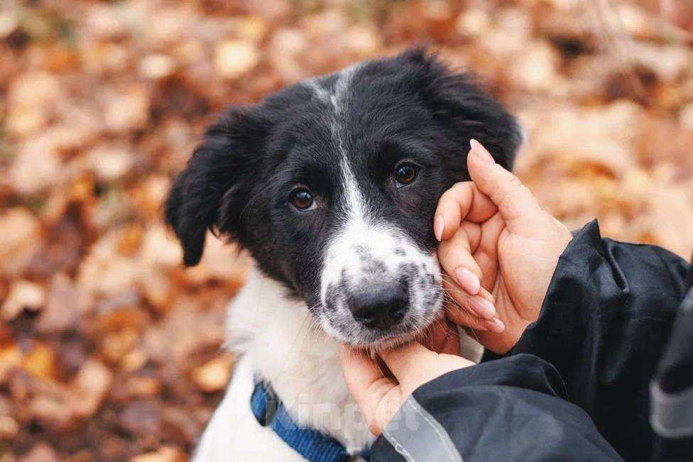 Собаки в Москве: Таллиса - девочка, 2 месяца, ищет дом  Девочка, Бесплатно - фото 5