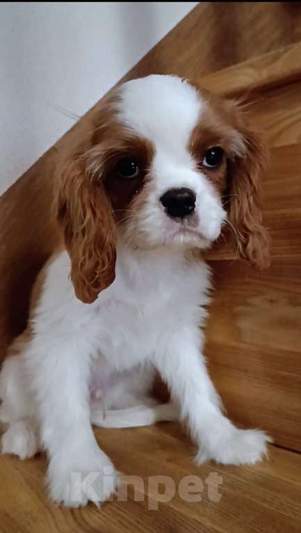 Собаки в Саратове: Мальчики кавалерчики Мальчик, Бесплатно - фото 2