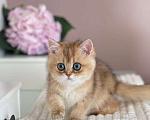 Кошки в Владивостоке: Девочка британская короткошерстная Девочка, 60 000 руб. - фото 4