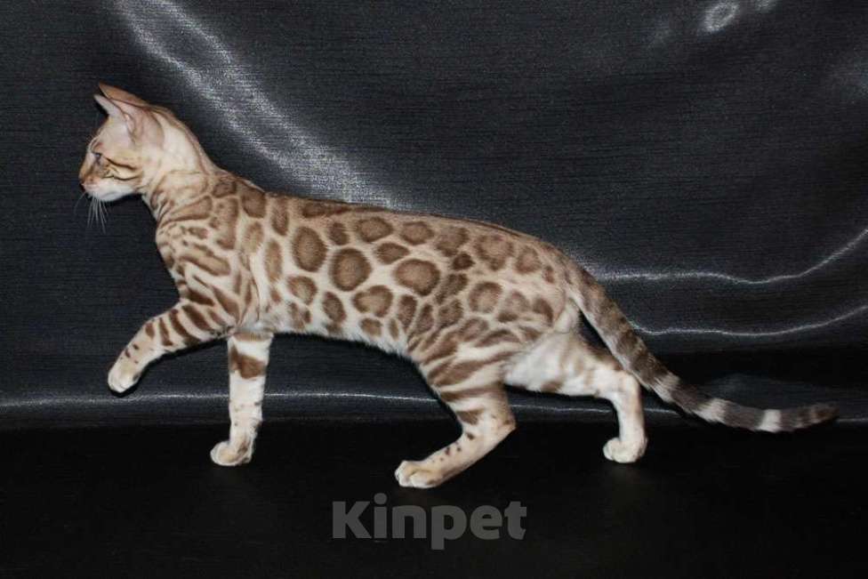 Кошки в Москве: Бенгальские котята. Мальчик, 60 000 руб. - фото 5