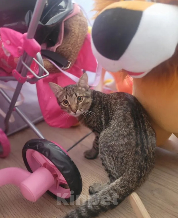 Кошки в других городах Московской области: Котёнок в добрые руки❤️ Мальчик, Бесплатно - фото 4