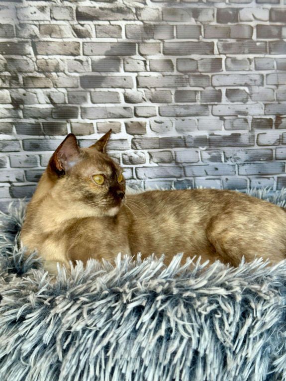 Кошки в Электростали: Европейская бурма. Девочка, 10 000 руб. - фото 2