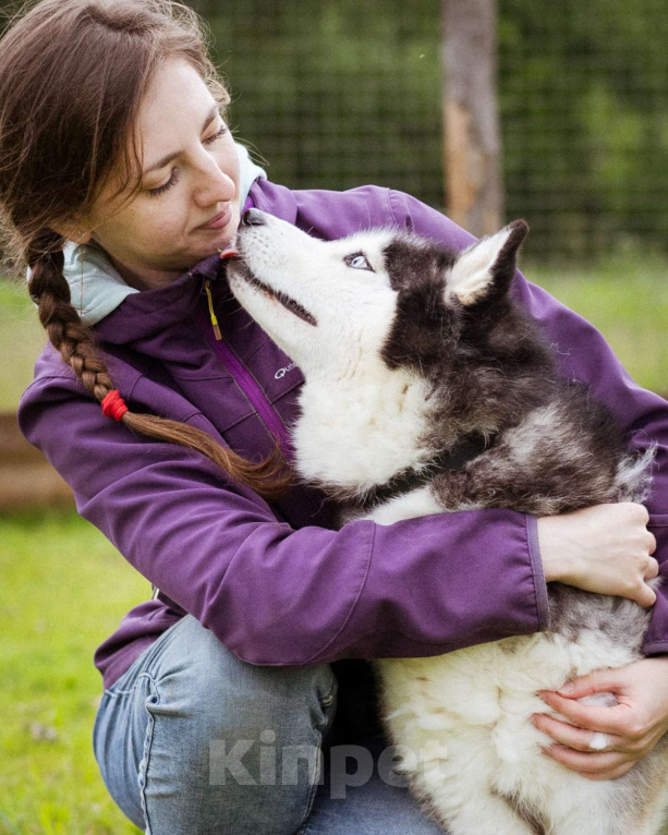 Собаки в Москве: Хаски в добрые руки Девочка, Бесплатно - фото 3