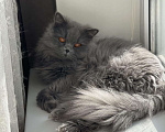 Кошки в Мураше: Кот на вязку!!!, 1 000 руб. - фото 3