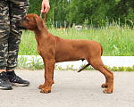 Собаки в Москве: Шикарный щенок риджбека шоу-класса Мальчик, 80 000 руб. - фото 4