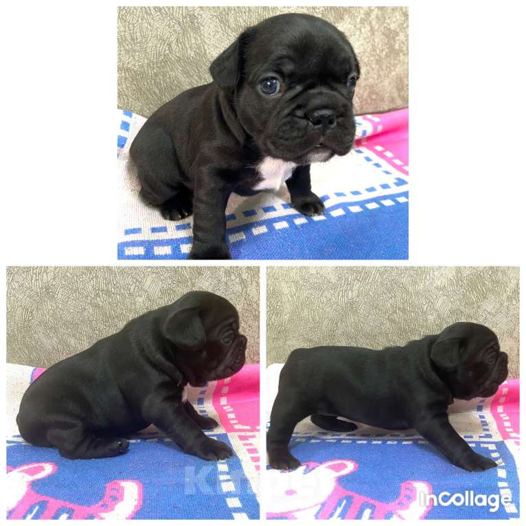 Собаки в Стерлитамаке: Французский бульдог.  Девочка, Бесплатно - фото 3