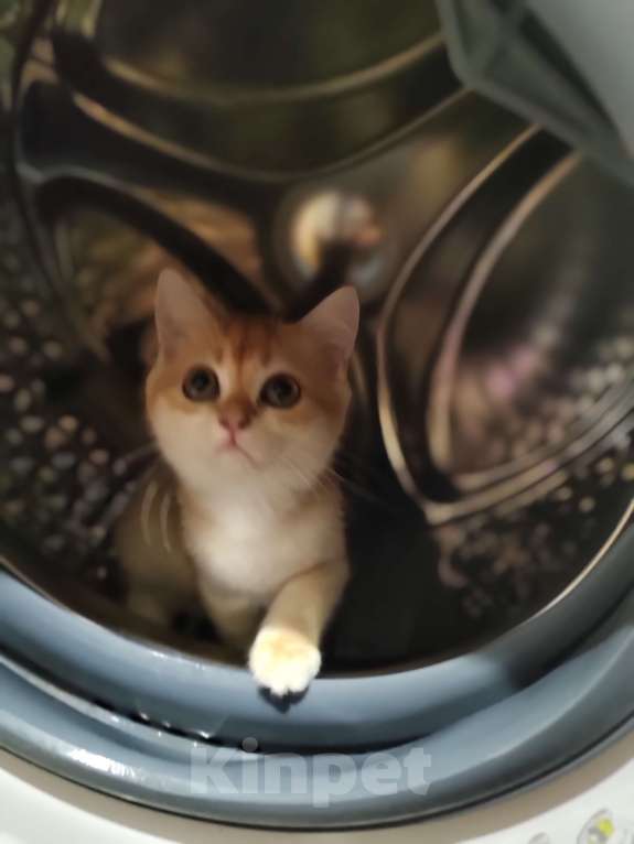 Кошки в Владивостоке: Шотландская золотая шиншилла Девочка, Бесплатно - фото 9