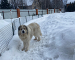 Собаки в других городах Московской области: Пропал с дачного участка Мальчик, 100 000 руб. - фото 1