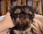 Собаки в Москве: Девочка красотка Шоколадный Йорки Девочка, 70 000 руб. - фото 1