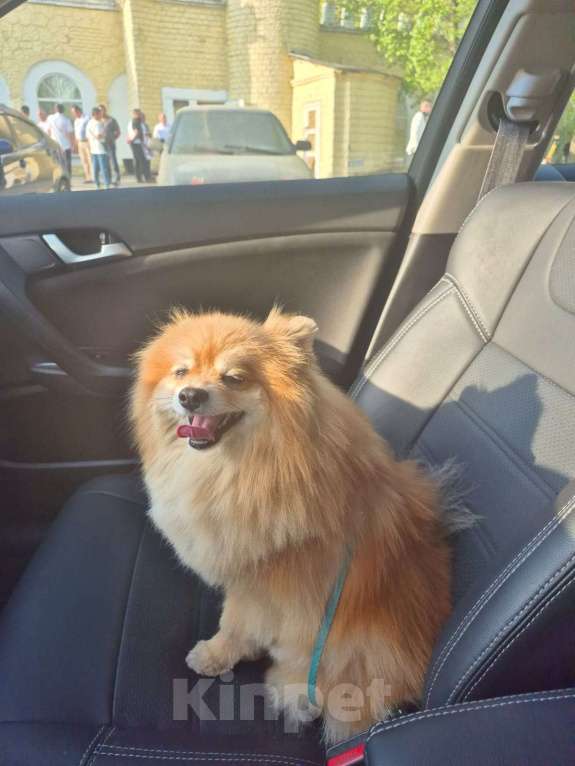 Собаки в других городах Московской области: Продала собака шпиц Мальчик, Бесплатно - фото 1