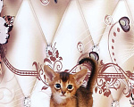 Кошки в Химках: Клубные Абессинские малыши  Мальчик, 50 000 руб. - фото 1