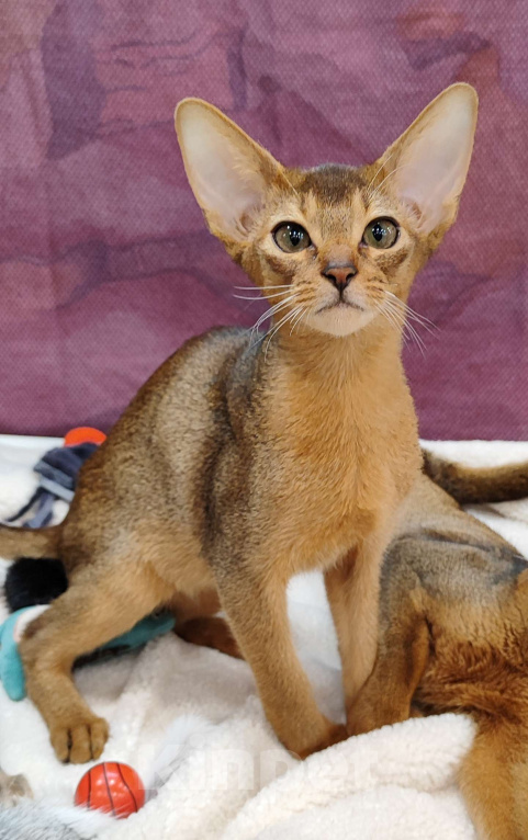 Кошки в Балашихе: Абиссинский котенок Мальчик, 150 000 руб. - фото 1