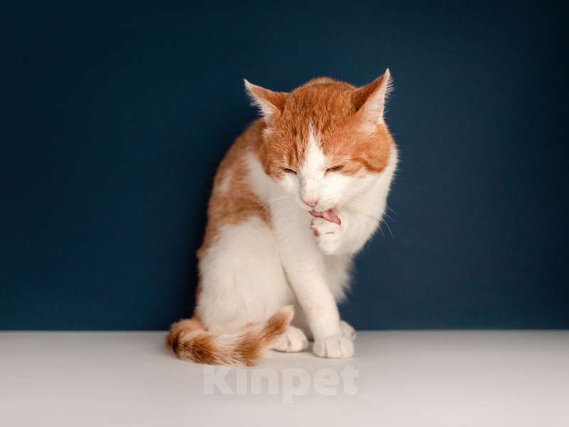 Кошки в Москве: Кот Рыжик — Рыжее солнышко ждет именно Вас Мальчик, Бесплатно - фото 6