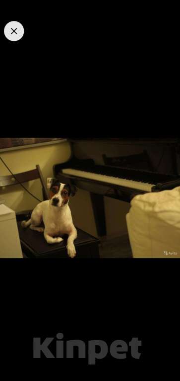 Собаки в Долгопрудном: Джек рассел терьер для вязки, Бесплатно - фото 1