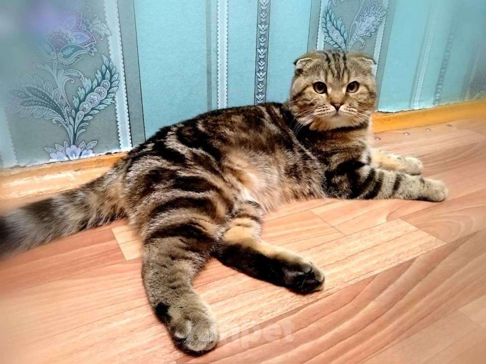 Кошки в Новокузнецке: Вязка шотландский кот, 1 000 руб. - фото 1