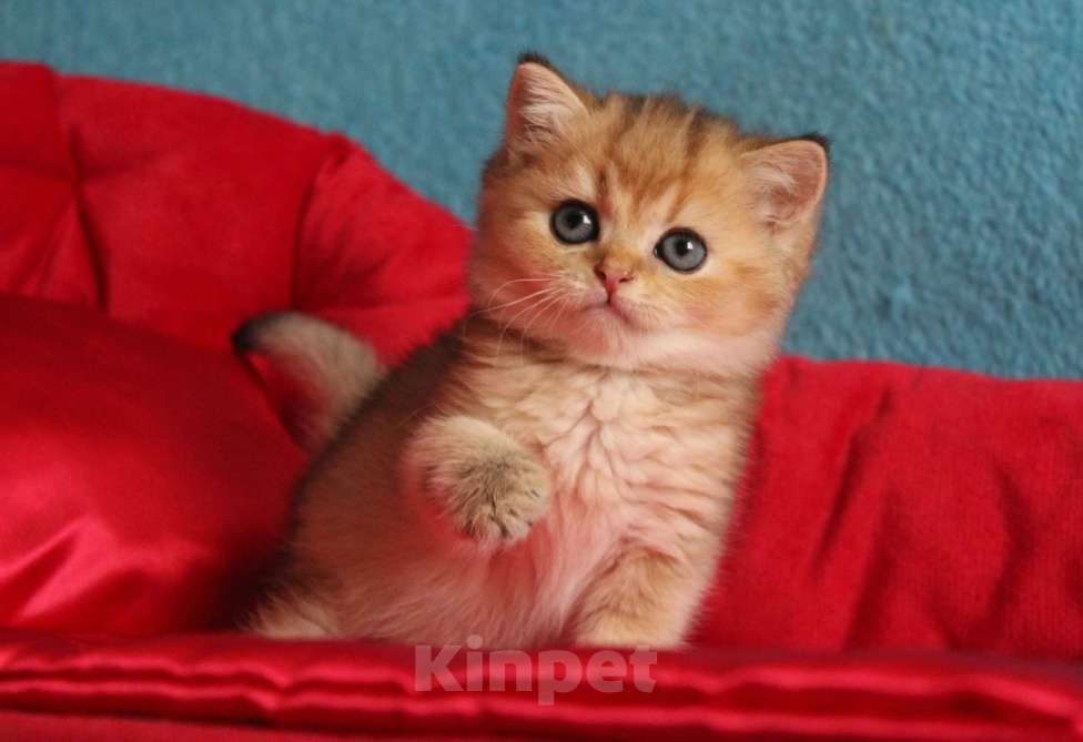 Кошки в Клине: Ласковый малыш Мальчик, 20 000 руб. - фото 1