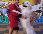 Собаки в Ставрополе: Высокопородные щенки золотистого ретривера от выставочных родителей Мальчик, Бесплатно - фото 10
