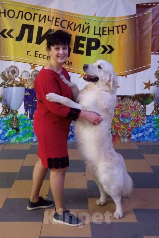 Собаки в Ставрополе: Высокопородные щенки золотистого ретривера от выставочных родителей Мальчик, Бесплатно - фото 10