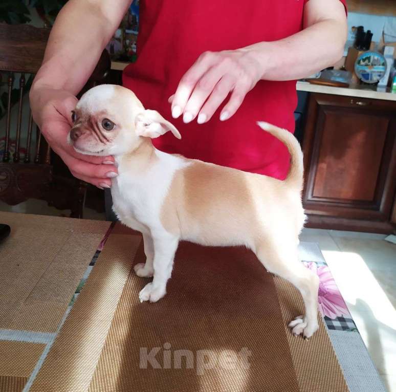Собаки в Москве: красивая породная чихуахуа, девочка Девочка, 60 000 руб. - фото 2