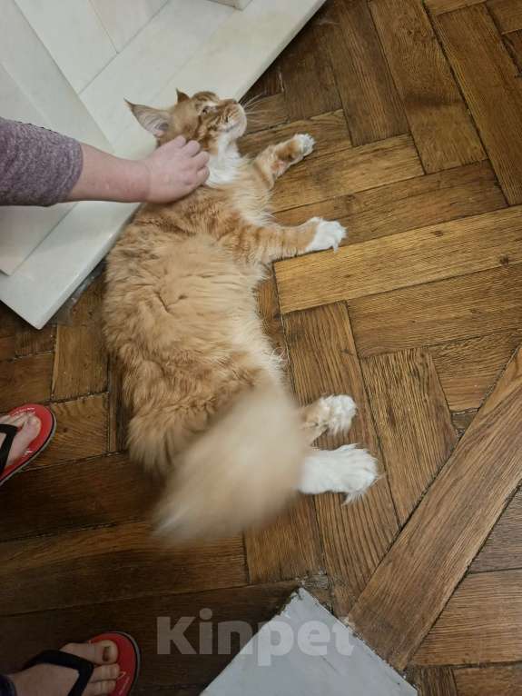 Кошки в Санкт-Петербурге: Папа для красивых детей Мальчик, 1 руб. - фото 2