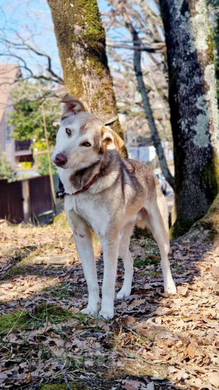 Собаки в Сочи: Джекки Южный метис Мальчик, Бесплатно - фото 2